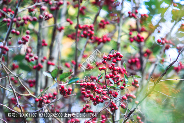 綠葉紅果