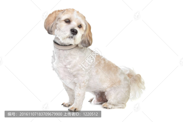 潮狗