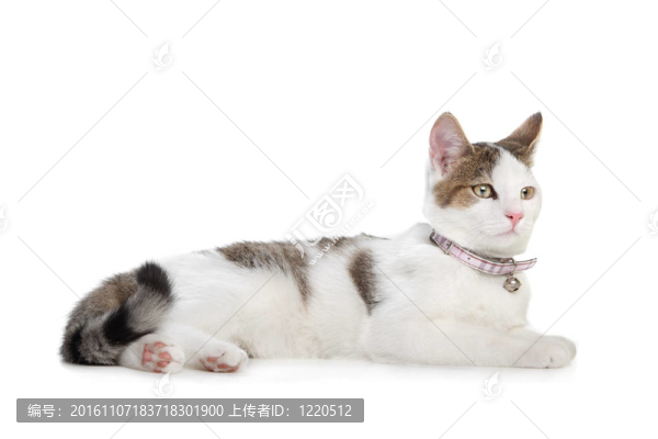 短毛貓