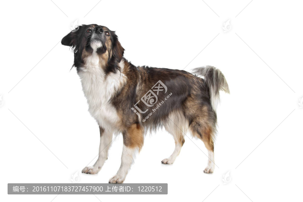 混合品種三色犬