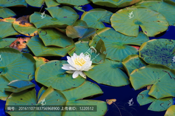 白色的睡蓮
