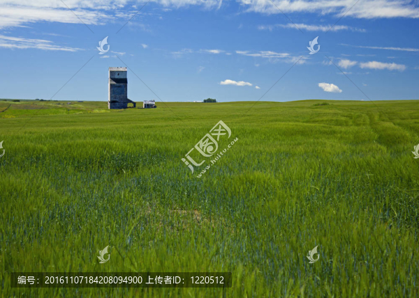 麥田與谷物電梯