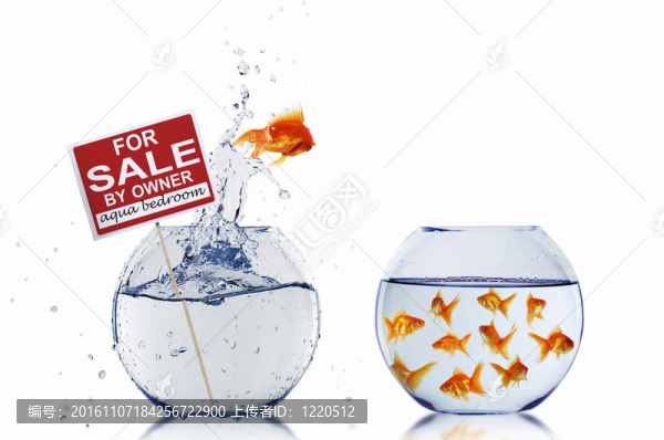 在一個魚缸里的金魚