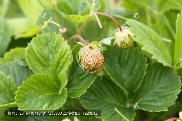 草莓