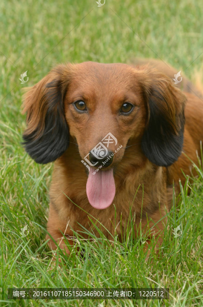 紅色長毛獵犬