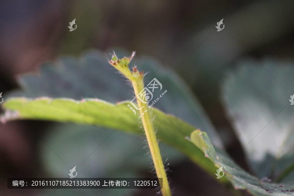 草莓苗