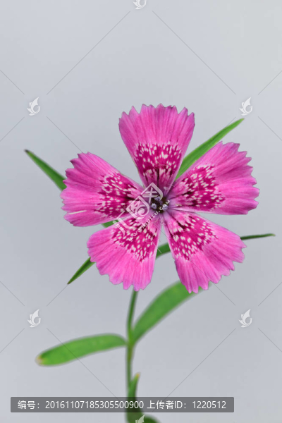 Piatra,Craiului,Pink（Dianthus,callizonus）