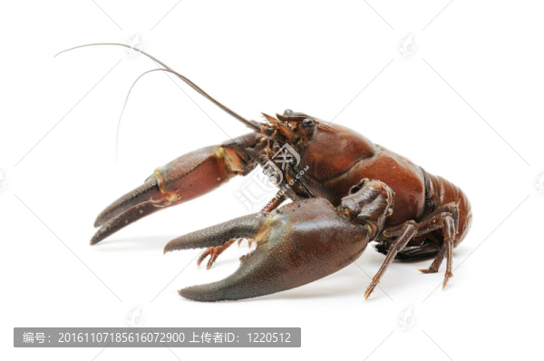 河蟹