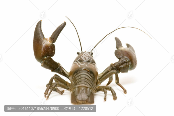 河蟹