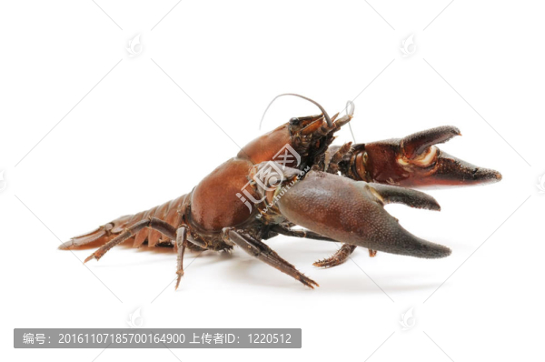 河蟹