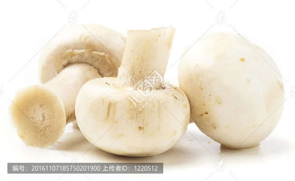 蘑菇樁