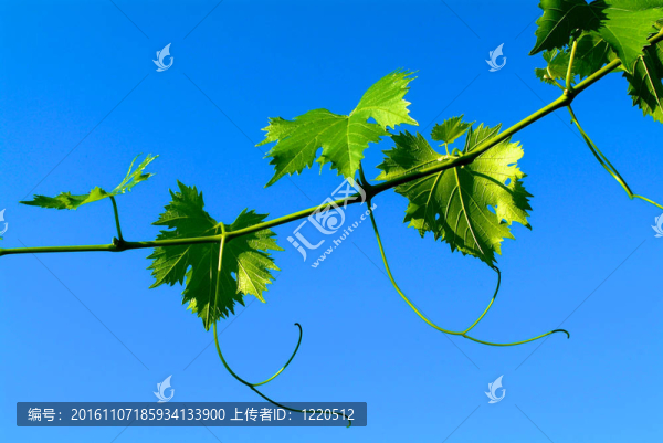 葡萄葉片