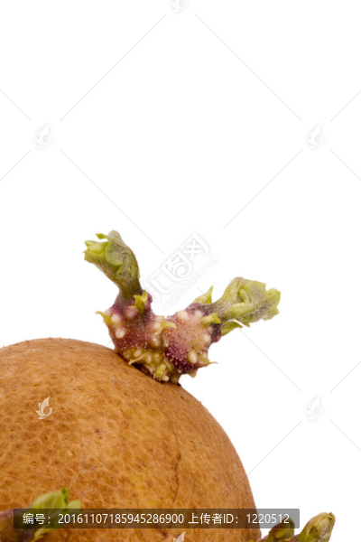 馬鈴薯發(fā)芽