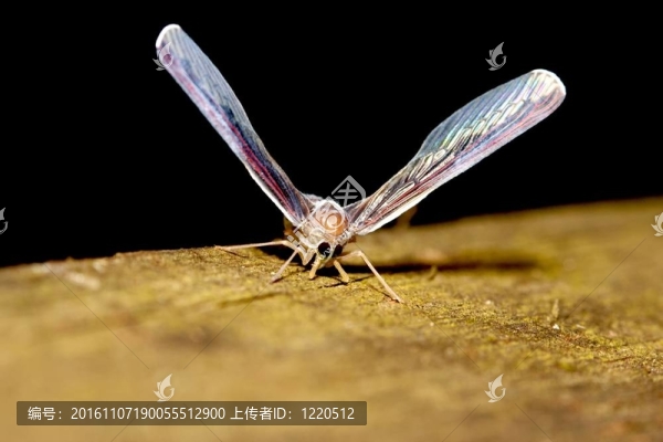 袖蠟蟬科的bug