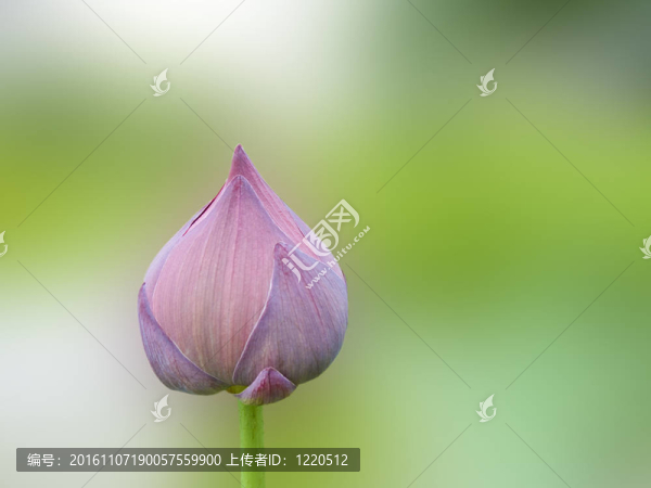 蓮花花蕾
