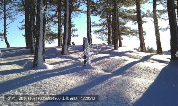 雪伍茲