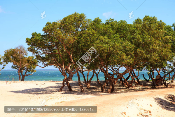 熱帶海灘上的紅樹林