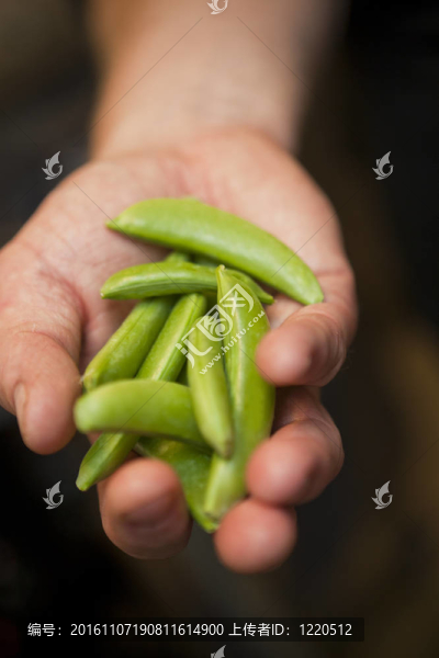 手與豌豆莢