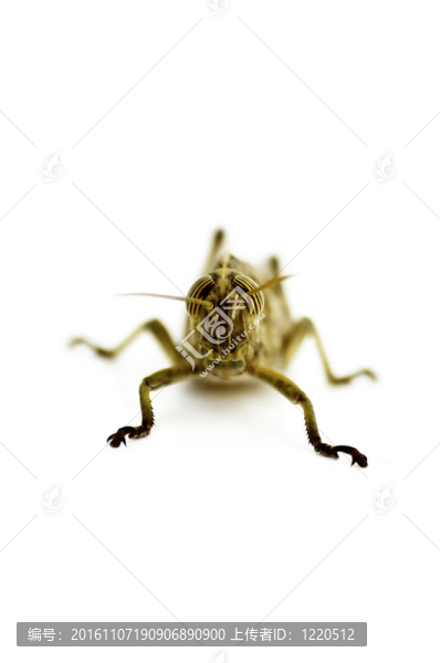 板球的凝視