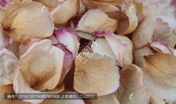 干玫瑰花瓣。