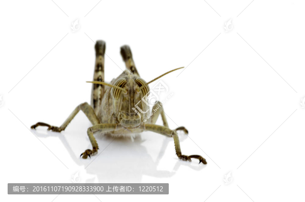 蟋蟀的到來