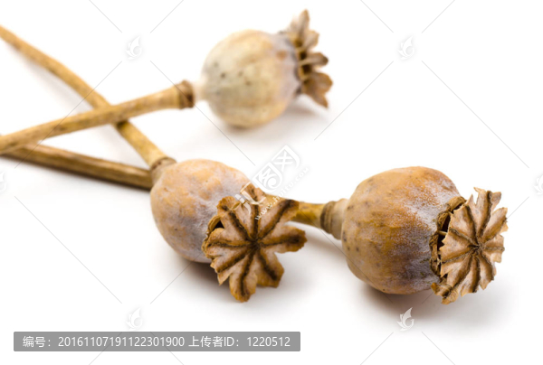 罌粟的頭