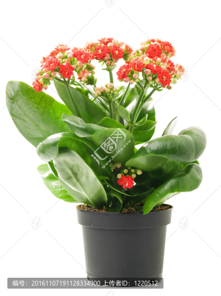 重瓣長壽花
