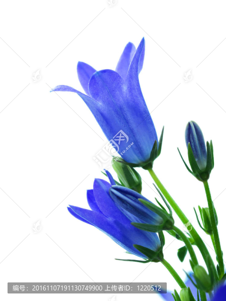 風(fēng)鈴