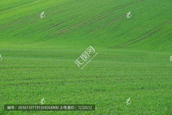 草