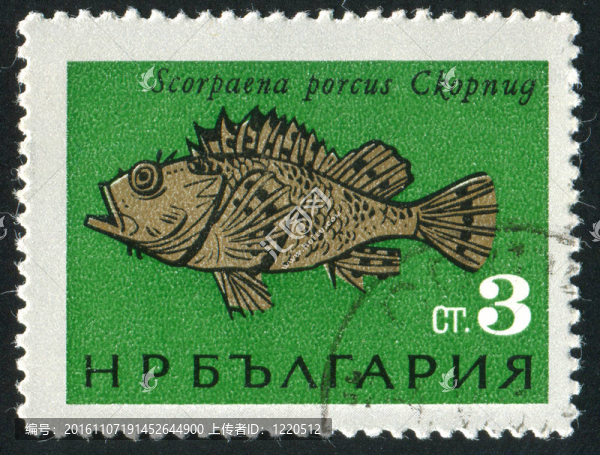 海里的魚