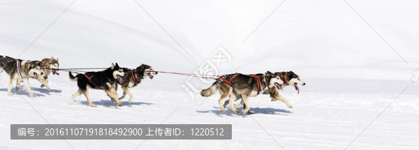 雪橇犬比賽在冬季高寒山區(qū)