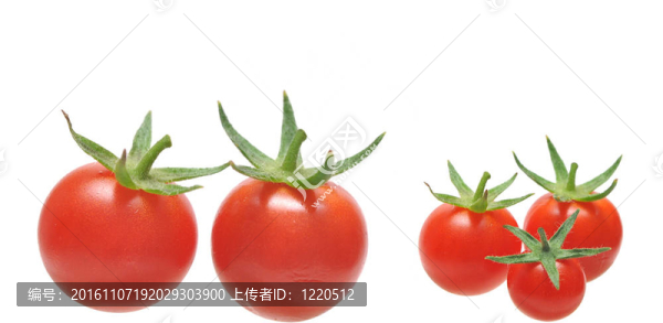 圣女果