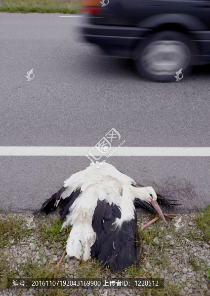 死去的白鸛在高速公路