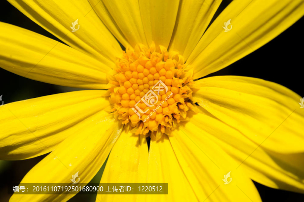 雛菊