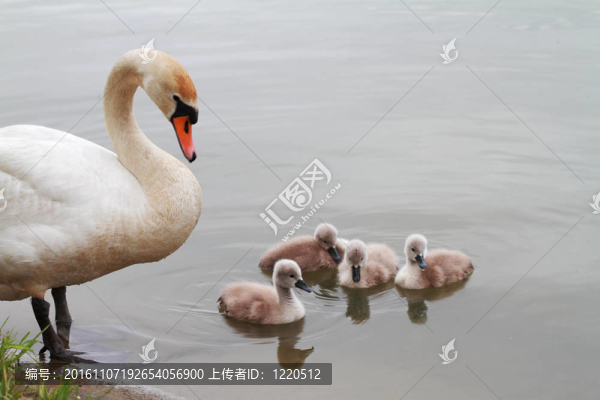 天鵝的家人