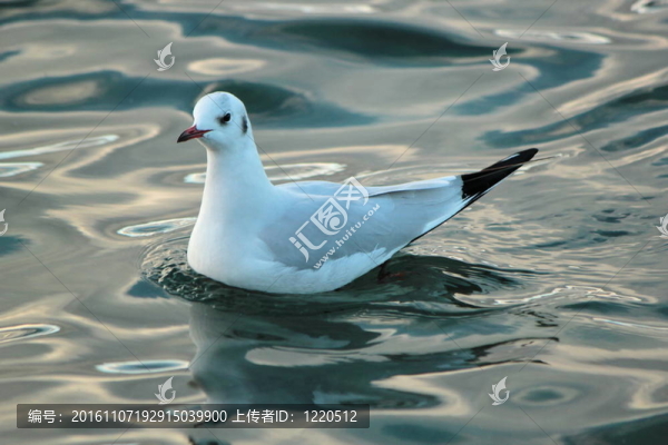 海鷗水