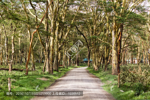 荒涼的路