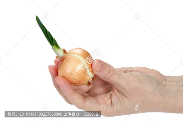 美麗的女性手保持洋蔥（隔離）