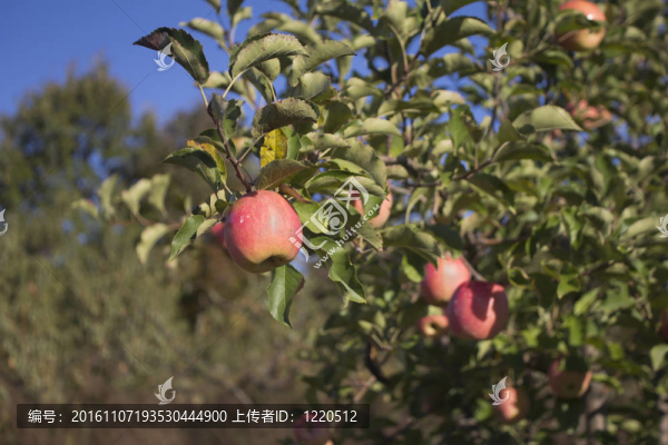 SC山蘋果