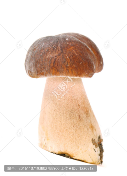 蘑菇