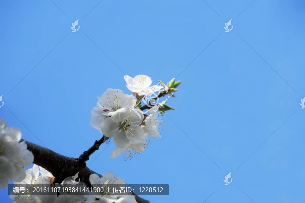 開花的樹枝在春天的藍天上