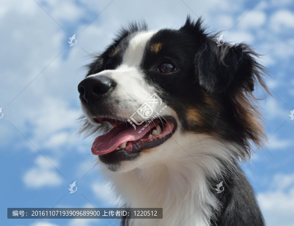 澳大利亞牧羊犬（澳大利亞）
