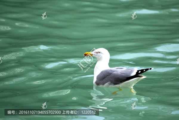 海鷗