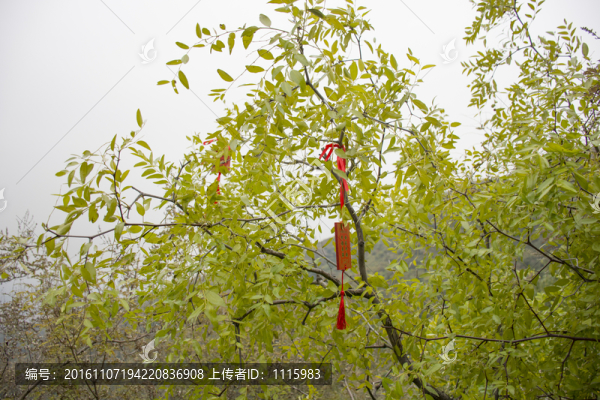 樹上的祈福牌