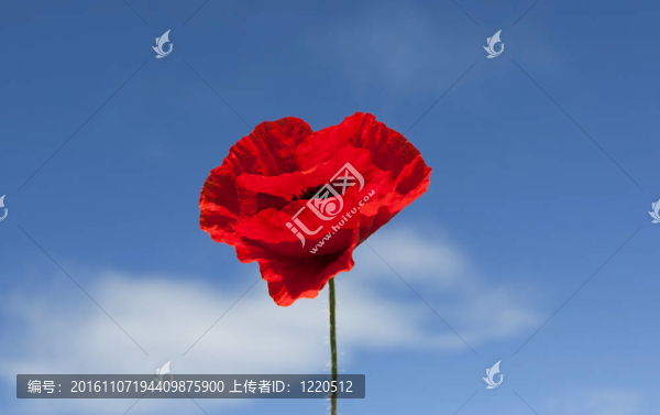 藍(lán)色天空背景上的紅色罌粟