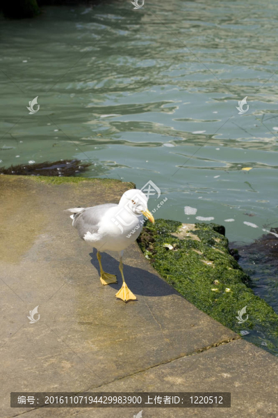 海鷗