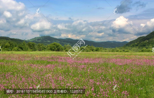 美麗的風(fēng)景與鮮花