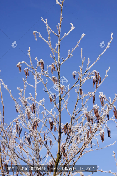 Frozen,bush在冬天；德國