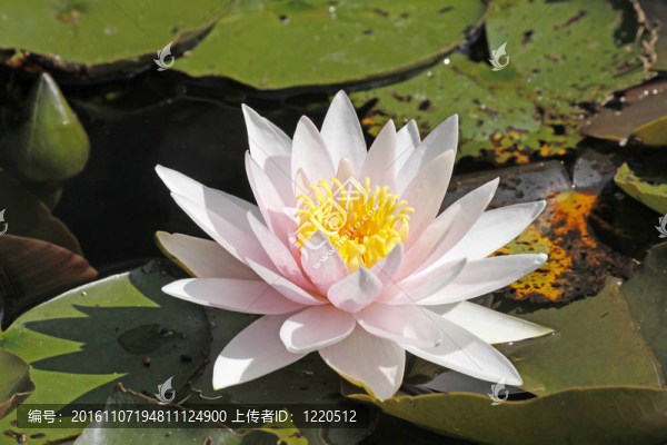 睡蓮；Nymphaea,Hybrid