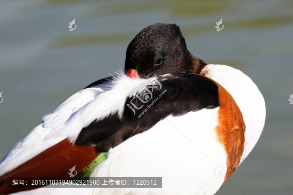 睡鴨